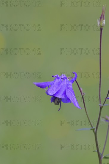 Common columbine (Aquilegia vulgaris), blue flower at the edge of the forest, Wilnsdorf, North Rhine-Westphalia, Germany