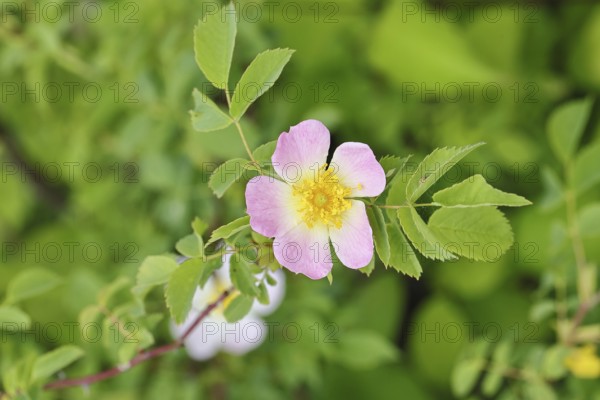 Dog Rose (Rosa canina), Dog Rose, Wild Rose, Rose Hip, Blossom, Wilnsdorf, North Rhine-Westphalia, Germany