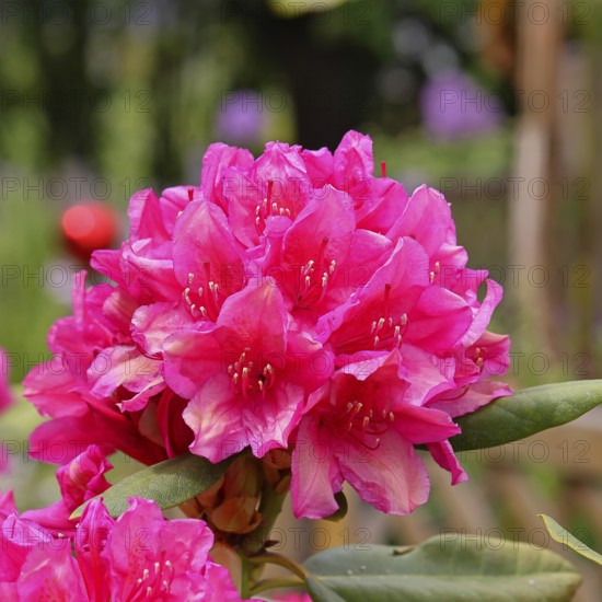 Rhododendron flowers (Rhododendron Homer), red flowers, in a garden, Wilndorf, Nordrehin-Westphalia, Germany