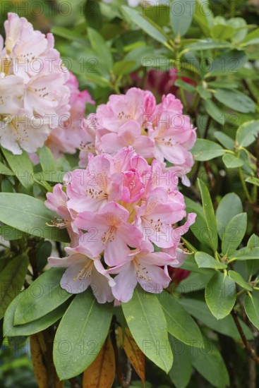 Rhododendron flowers (Rhododendron Homer), salmon-colored flowers, in a garden, Wilndorf, North Rhine-Westphalia, Germany