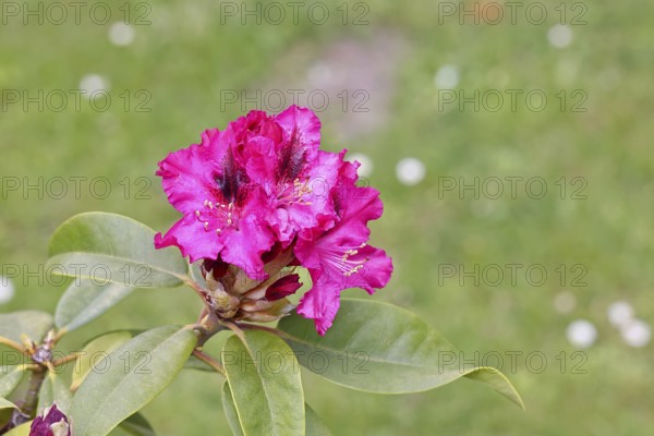 Rhododendron flowers (Rhododendron Homer), red flowers, in a garden, Wilnsdorf, North Rhine-Westphalia, Germany