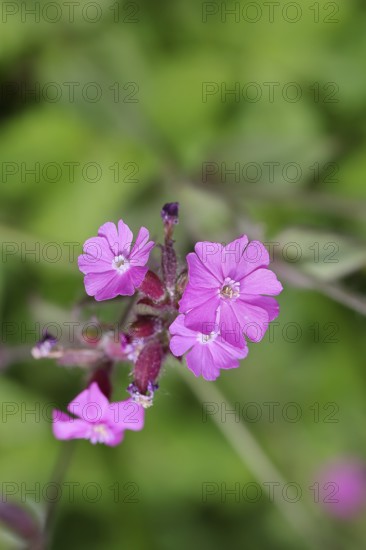 Red carnation (Silene dioica), close-up of a flower in a meadow, Wilnsdorf, North Rhine-Westphalia, Germany