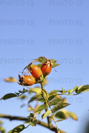 Ripe rose hip fruit (Rosa canina) on a branch, against a blue sky, Wilnsdorf, North Rhine-Westphalia, Germany