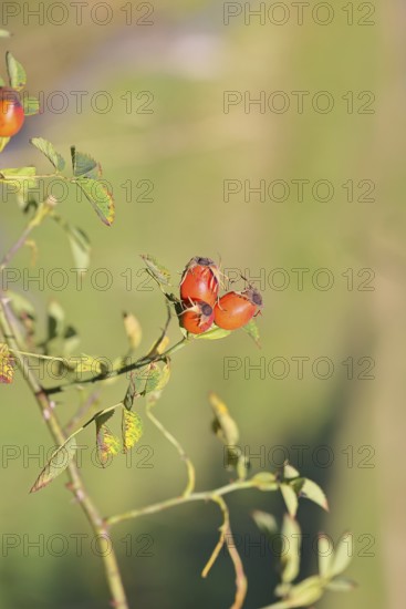 Ripe rose hip fruit of the dog rose (Rosa canina) on a branch, close-up, Wilnsdorf, North Rhine-Westphalia, Germany