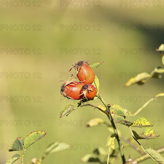 Ripe rose hip fruit of the dog rose (Rosa canina) on a branch, close-up, Wilnsdorf, North Rhine-Westphalia, Germany