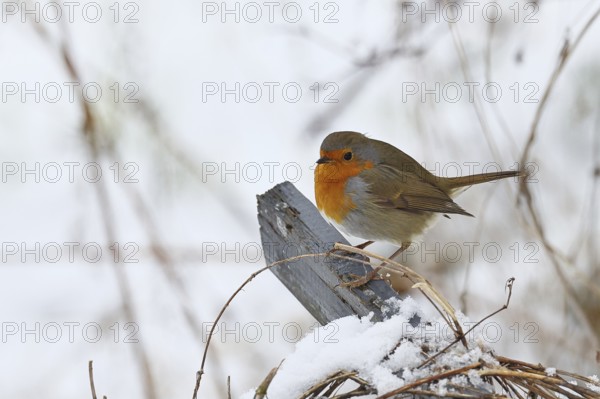 Robin (Erithacus rubecula), in winter on a fence post in the garden, Wilnsdorf, North Rhine-Westphalia, Germany
