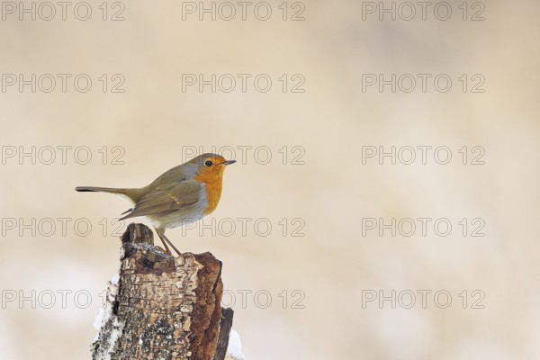 Robin (Erithacus rubecula), in winter on a rotten tree stump, with space for text, advertising, Wilnsdorf, North Rhine-Westphalia, Germany