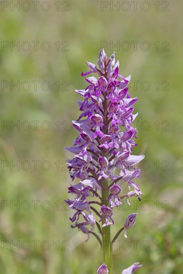 Helmet orchid (Orchis militaris), inflorescence, Rhineland-Palatinate, Germany