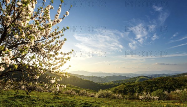 Landscape with a blooming apricot tree, idilyc spring nature, green grass and mountains in background, blue cloudy sky in sunset web banner spring time concept, AI generated
