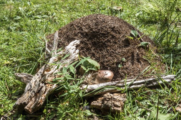 Construction of forest ants (Formica), Oberallgäu, Allgäu, Bavaria, Germany