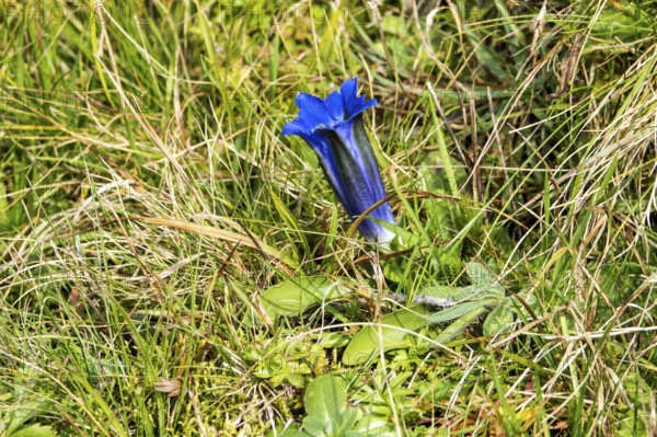 Alpine gentian (Gentiana alpina), blooming, Oberallgäu, Allgäu, Bavaria, Germany