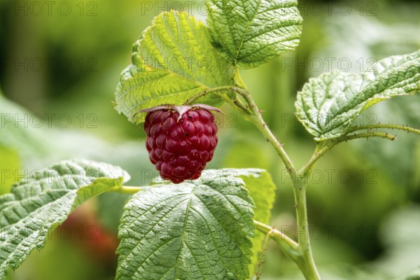 Raspberry (Rubus idaeus), ripe fruit, Baden-Württemberg, Germany