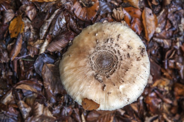 Parasol or giant umbrella fungus (Macrolepiota procera), Oberallgäu, Allgäu, Bavaria, Germany