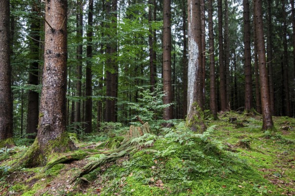 Forest soil covered with moss between trees, near Schöllang, Illertal, Oberallgäu, Allgäu, Bavaria, Germany