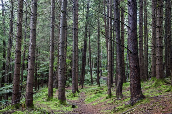 Hiking trail through moss-covered forest between trees, near Schöllang, Illertal, Oberallgäu, Allgäu, Bavaria, Germany