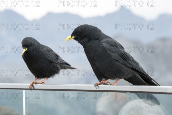 Alpine jackdaw (Pyrrhocorax graculus), Oberallgäu, Allgäu, Bavaria, Germany