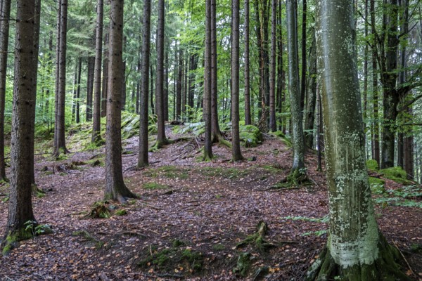 Herbstwald, near Schöllang, Illertal, Oberallgäu, Allgäu, Bavaria, Germany