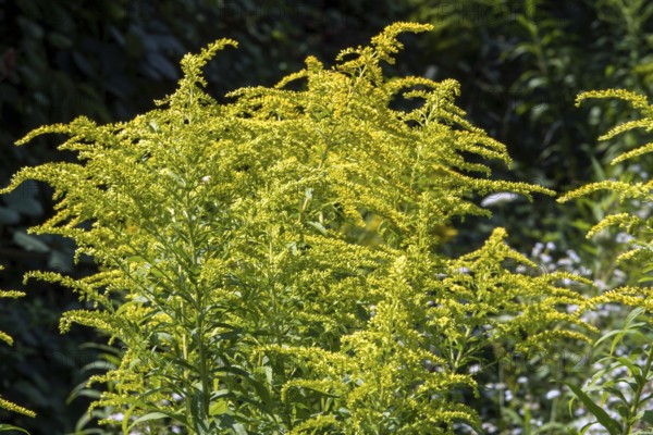 Flower of giant goldenrod (Solidago gigantea), Baden-Württemberg, Germany