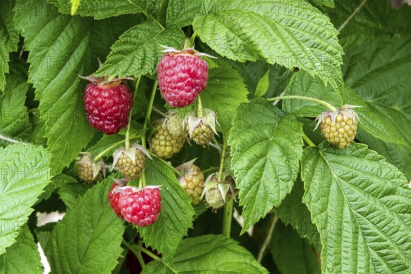Raspberry (Rubus idaeus), ripe and unripe fruits, Baden-Württemberg, Germany