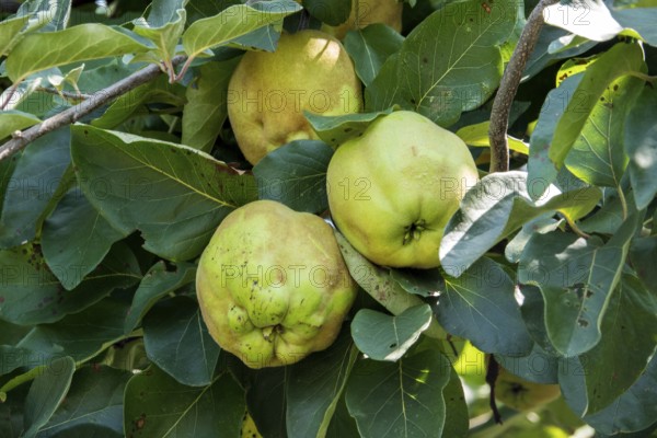 Quince fruit (Cydonia oblonga), Baden-Württemberg, Germany