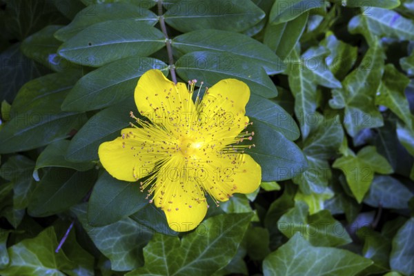 St. John's wort (Hypericum perforatum), flower, Baden-Württemberg, Germany