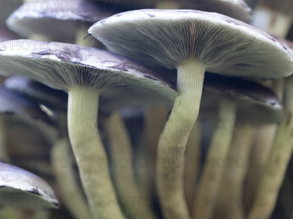 Sulphur Tuft (Hyholoma faciculare), Sennestadt, North Rhine-Westphalia, Germany