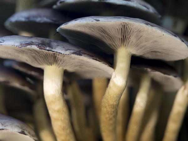 Sulphur Tuft (Hypholoma faciculare), Sennestadt, North Rhine-Westphalia, Germany