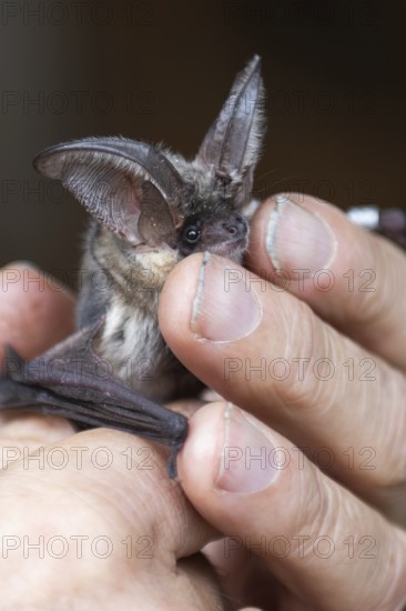 Brown long-eared (Plecotus auritus), released after ringing, Brandenburg, Germany