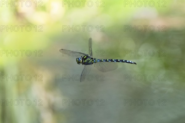 Blue-green mosaic maiden (Aeshna cyanea), dragonfly in flight, North Rhine-Westphalia, Germany