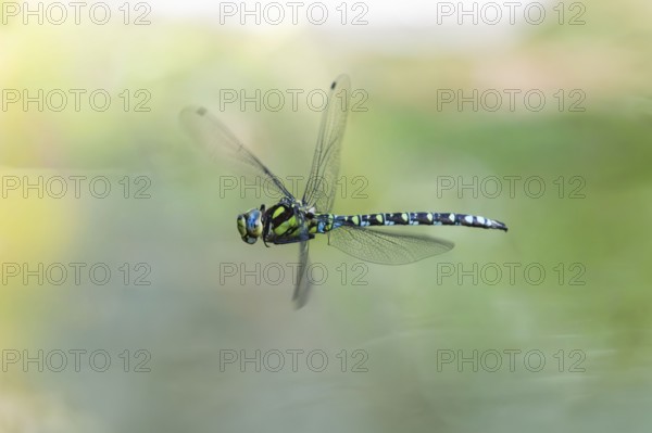 Blue-green mosaic maiden (Aeshna cyanea) dragonfly, North Rhine-Westphalia, Germany