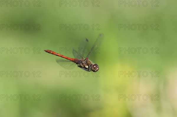 Blood-red heather (Sympetrum sanguineum), aerial view, Norrhine-Westphalia, Germany