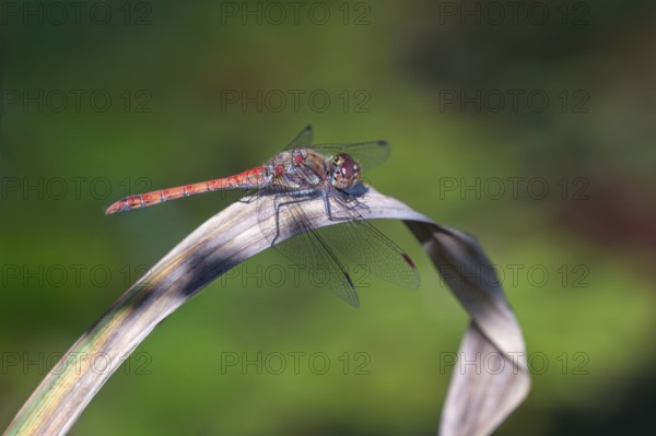 Blood-red heather (Sympetrum sanguineum), sitting room, North Rhine-Westphalia, Germany