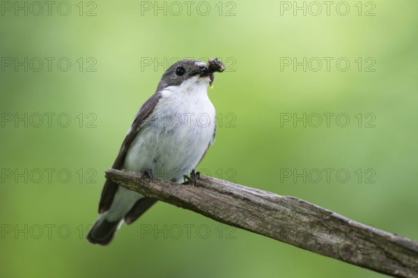 Graycatcher (Muscicapa striata), male, feeding, North Rhine-Westphalia, Germany