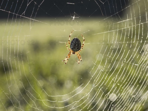 Garden spider (Araneus diadematus), in a spider web covered with morning dew, Sennestadt, Germany