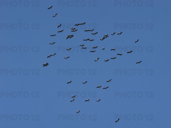 Crane (Grus grus) in flight, autumnal crane migration, migrating cranes, Bielefeld, North Rhine-Westphalia, Germany