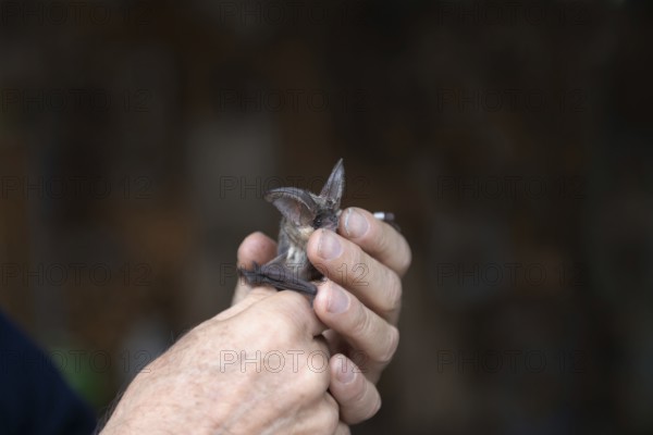 Brown long-eared (Plecotus auritus) is released after ringing, Brandenburg, Germany