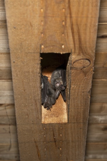 Brown long-eared (Plecotus auritus) sleeping place, Brandenburg, Germany