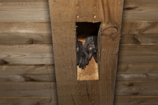 Brown long-eared ear (Plecotus auritus), sleeping place, Brandenburg, Germany