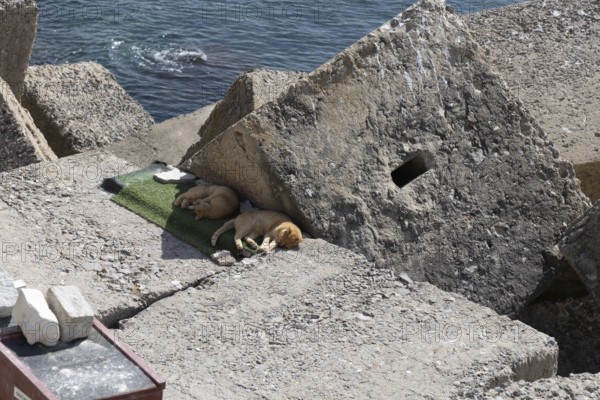 The cats from Cadiz are in the background, Andalusia, Atlantic, Spain
