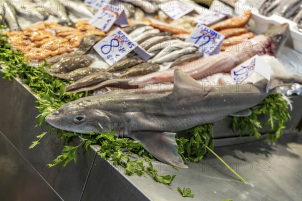 A stand selling fish at a market. Beautifully presented and shelved Fish buyers at Mercado Central de Abastos de Cádiz, Atlantic, Spain