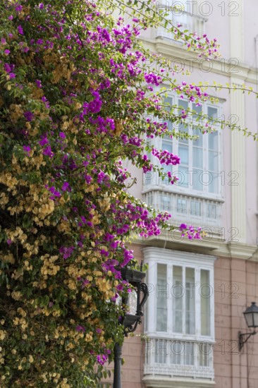Street scene of a city, historic and Mediterranean. Nice old facades with a beautiful bougainvillea and narrow alleys and streets. Great view of the sunny Atlantic Ocean, Cadiz, Andlusia, Spain