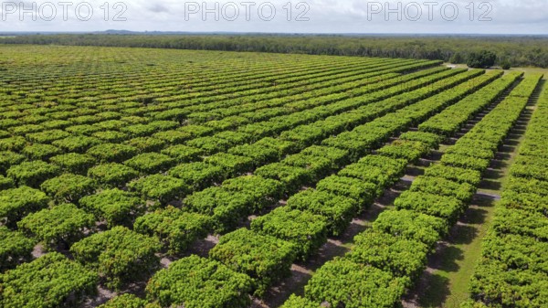 A mango farm in Australia, Queensland, photographed with a drone