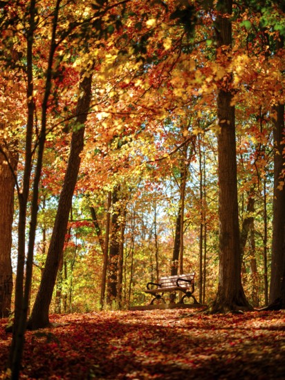 A peaceful bench sits among sunlit autumn trees with vibrant foliage in London, Ontario, Canada