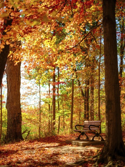 A wooden bench amidst vibrant autumn leaves in a sunlit forest clearing in London, Ontario, Canada