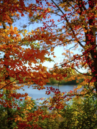 Colorful autumn leaves frame a scenic view of a lake under a clear sky in London, Ontario, Canada