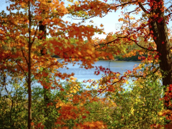 Vibrant autumn scene with colorful leaves framing a peaceful lake view in London, Ontario, Canada
