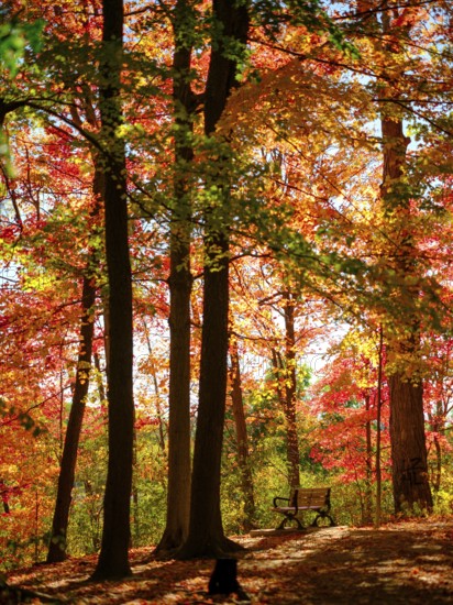 Sunlit orange leaves in a serene forest setting with a lone bench in London, Ontario, Canada