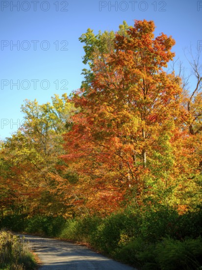A winding road surrounded by vibrant autumn foliage under a bright blue sky in London, Ontario, Canada