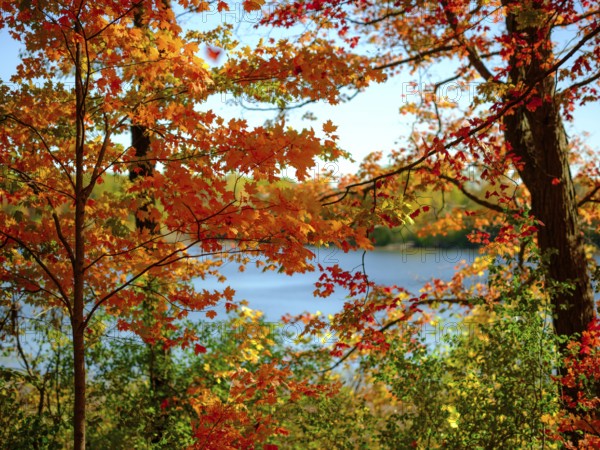 A picturesque autumn scene with vibrant orange leaves and a lake in the background in London, Ontario, Canada