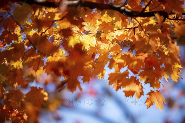 Bright orange maple leaves illuminated by sunlight against a clear blue sky in London, Ontario, Canada